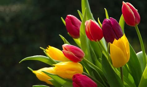 blumensorte|blumenarten von a bis z.
